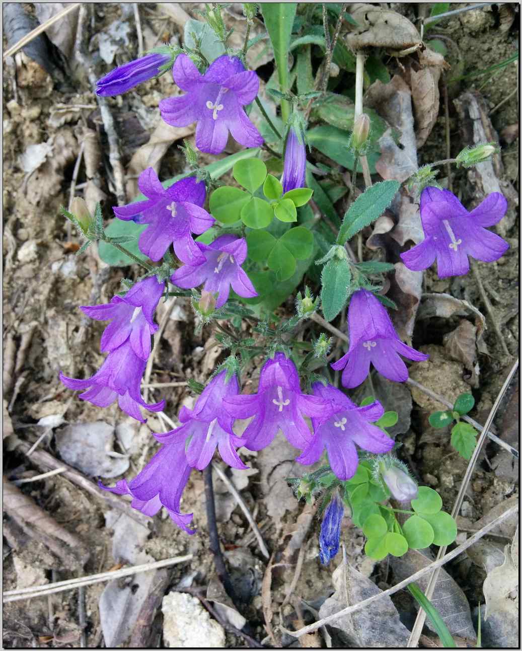 Campanula sibirica / Campanula siberiana